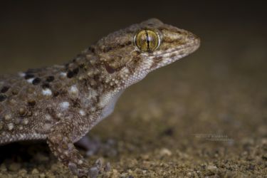 Chondrodactylus turneri - Turner's Thick-toed Gecko