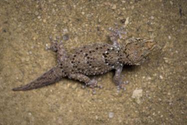 Chondrodactylus turneri - Turner's Thick-toed Gecko