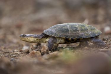 Pelomedusa subrufa - African Helmeted Turtle