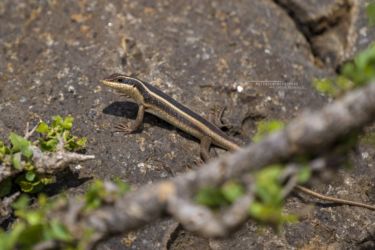 Trachylepis striata - African Striped Mabuya