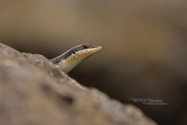 Trachylepis striata - African Striped Mabuya