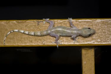 Hemidactylus mabouia