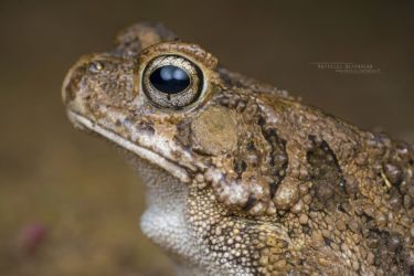 Sclerophrys regularis