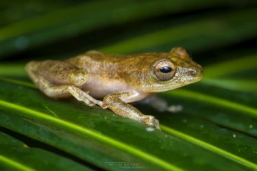 Hyperolius concolor