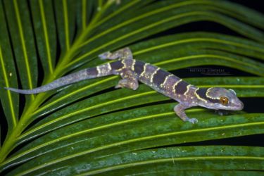 Hemidactylus fasciatus