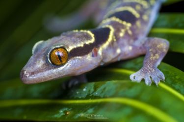 Hemidactylus fasciatus