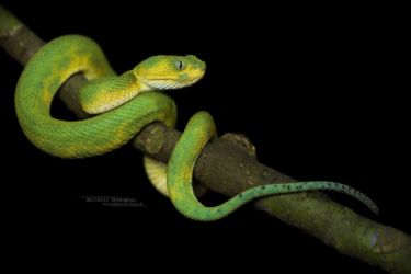 Atheris chlorechis