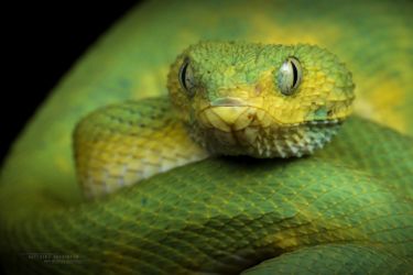 Atheris chlorechis