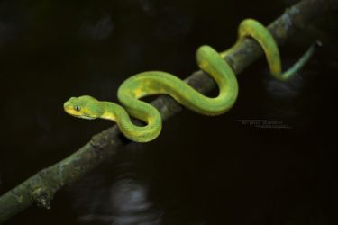 Atheris chlorechis