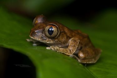 Leptopelis spiritusnoctis