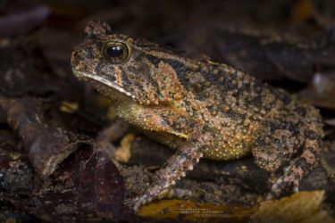 Sclerophrys togoensis