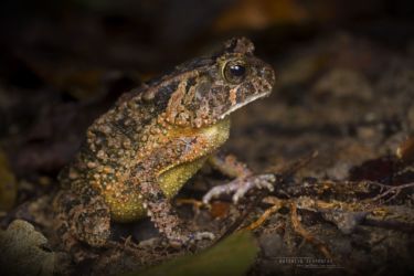 Sclerophrys togoensis