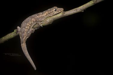 Hemidactylus muriceus