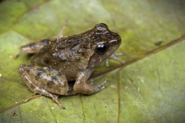 Phrynobatrachus cf. latifrons