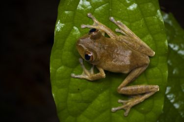 Leptopelis spiritusnoctis