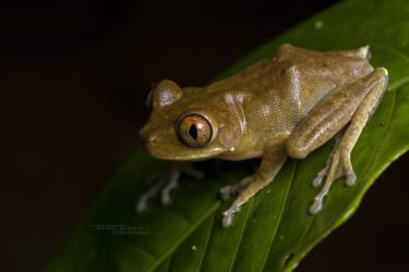 Leptopelis spiritusnoctis