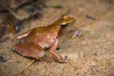 Phrynobatrachus plicatus