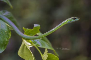 Hapsidophrys smaragdinus