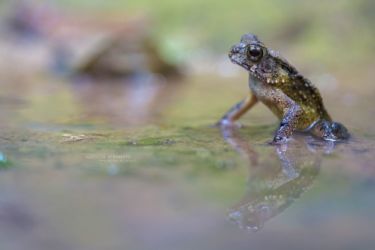 Sclerophrys togoensis