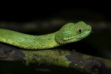 Atheris chlorechis