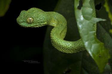 Atheris chlorechis