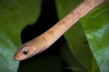 Toxicodryas pulverulenta