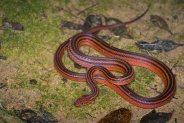 Bothrophthalmus lineatus