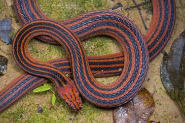 Bothrophthalmus lineatus