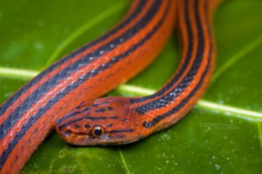 Bothrophthalmus lineatus