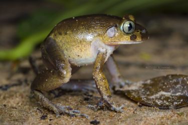 Astylosternus occidentalis