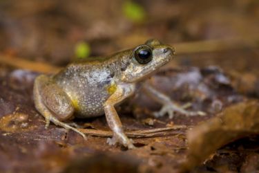 Arthroleptis poecilonotus