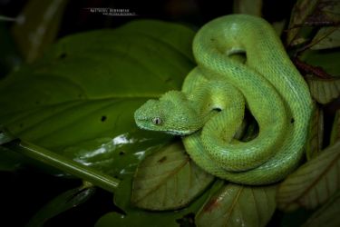 Atheris chlorechis