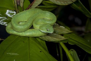 Atheris chlorechis