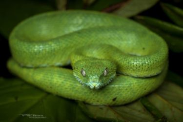 Atheris chlorechis