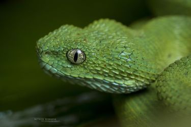 Atheris chlorechis