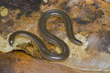 Afrotyphlops liberiensis