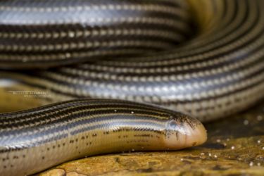 Afrotyphlops liberiensis