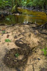 Bitis nasicornis