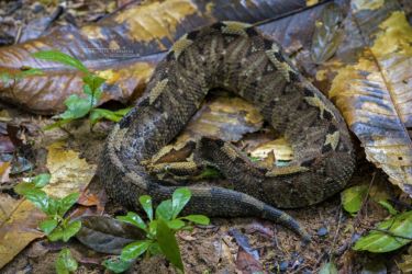 Bitis nasicornis