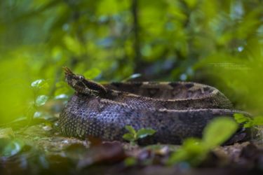 Bitis nasicornis