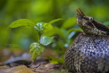 Bitis nasicornis