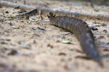 Bitis nasicornis