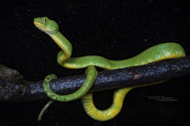 Atheris chlorechis