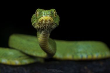 Atheris chlorechis