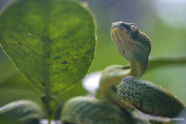 Atheris chlorechis