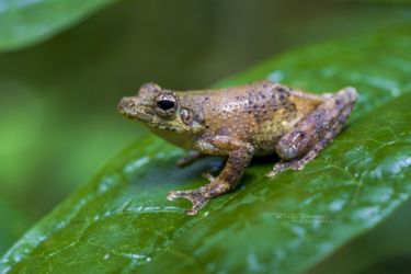 Chiromantis rufescens