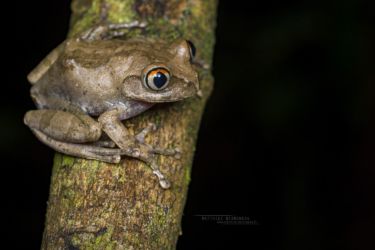 Leptopelis spiritusnoctis