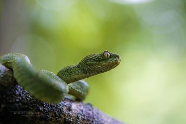 Atheris chlorechis