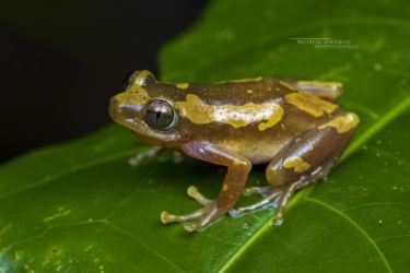 Afrixalus dorsalis