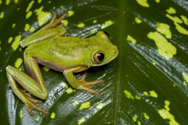 Leptopelis macrotis